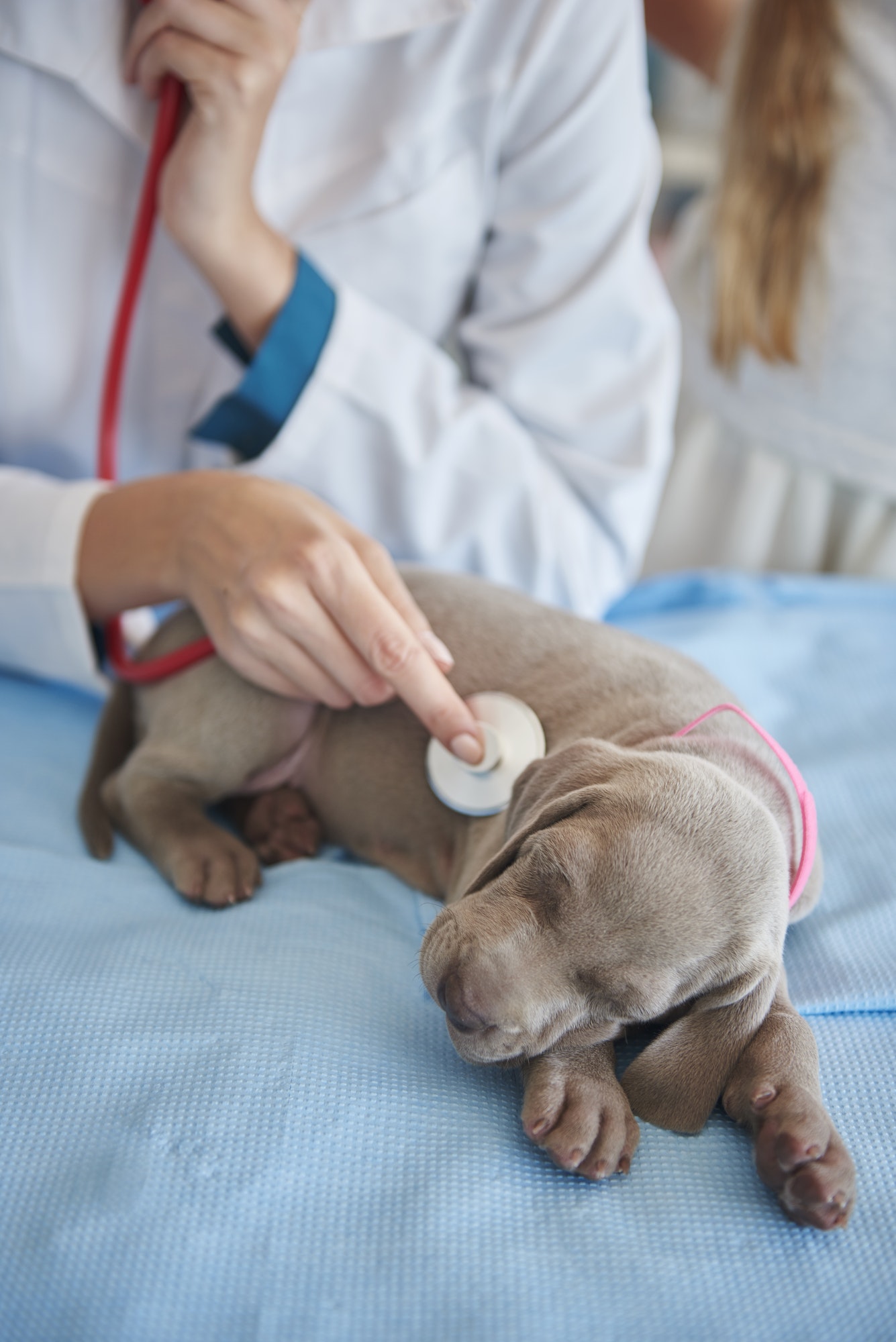 Sleeping dog examined by the vet
