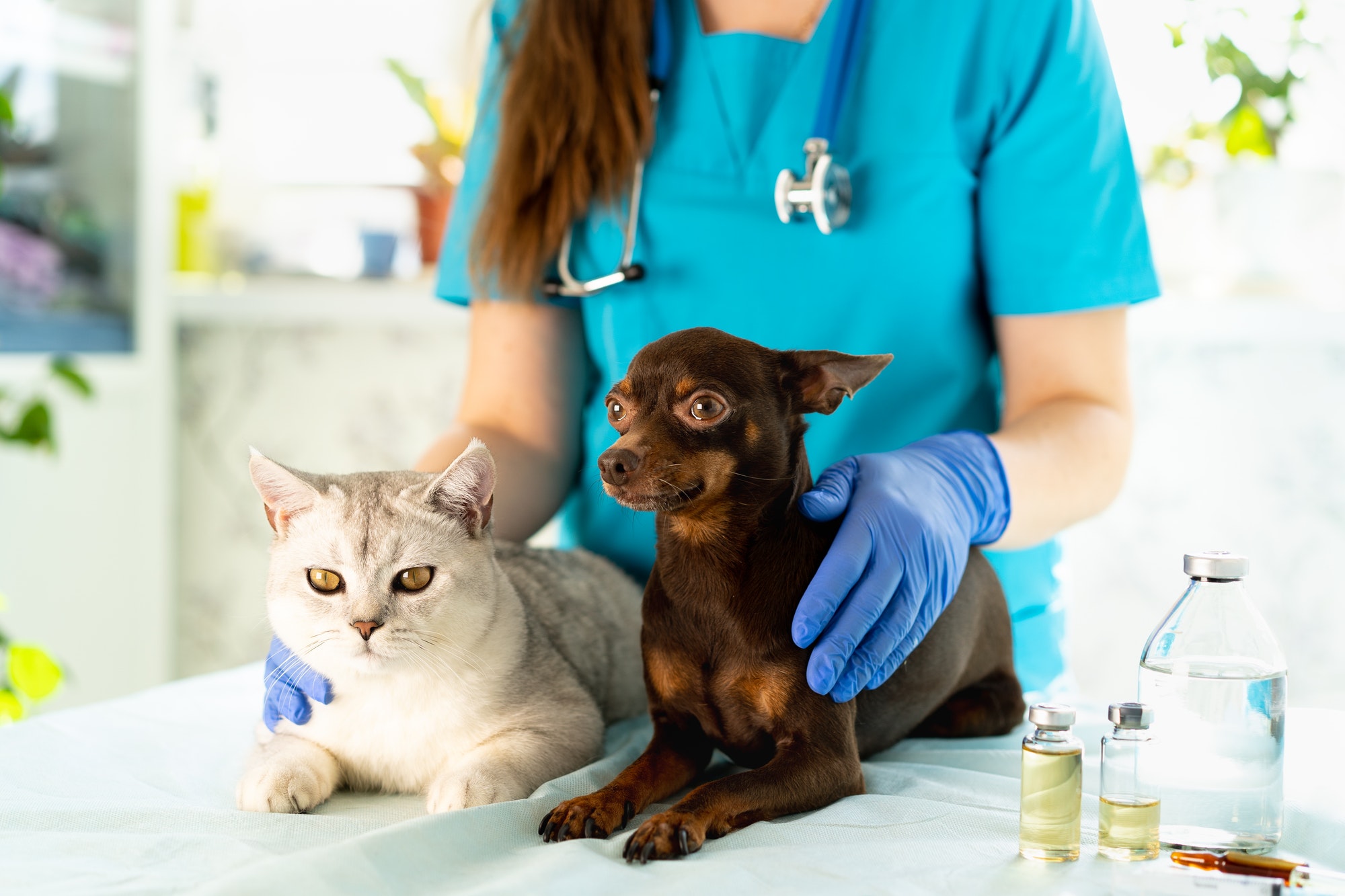Veterinarian with cat and dog close-up, unique job, working, job