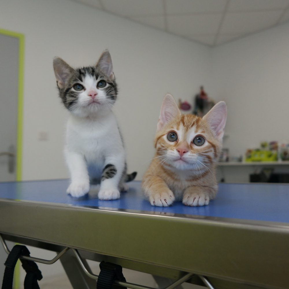 2-abandoned-kitten-at-the-veterinary-clinic.jpg